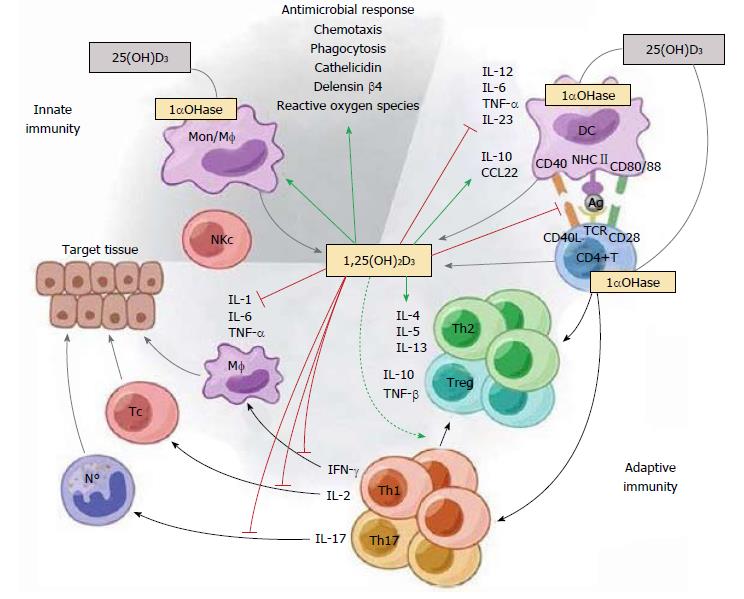How you can boost your immune system Santé Vitalité Vitality and Health