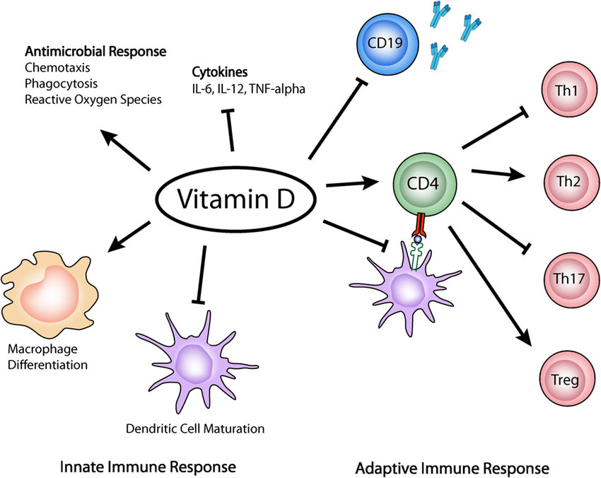Vitamin D Figure Color Santé Vitalité Vitality and Health